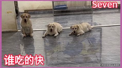 拉布拉多seven老四💕2024 8 4💕labrador Seven💕seven老四小迷糊 Queen 爱賽文一家 拉布拉多 💕