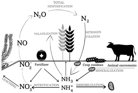 Agronomy Free Full Text The Significance Of Microbial