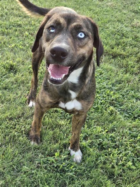 JOPLIN $200 - Adoptable Pet | Petfinder | Petfinder