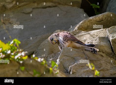 European Kestrel Eurasian Kestrel Old World Kestrel Common Kestrel