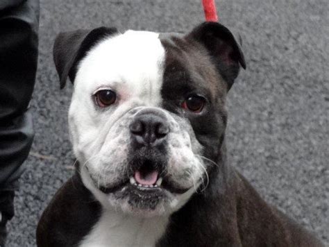 English Bulldog Terrier Mix