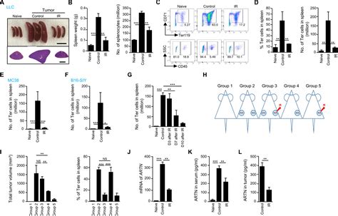 Radiotherapy And Immunotherapy Converge On Elimination Of Tumor