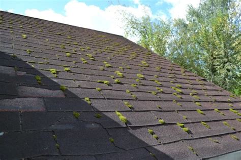 How To Remove Moss From Roof And And Prevent It Growing Back