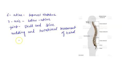 Identify The Bones And Features In Figures 157 And 15 8 For Figure 15