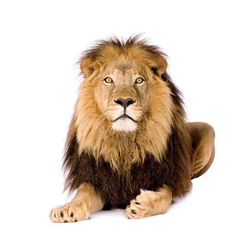 7,800+ Lion Laying Down Stock Photos, Pictures & Royalty-Free Images ...