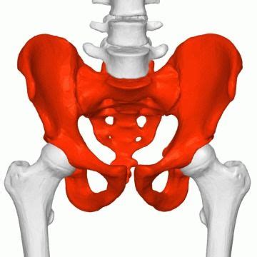 Onde Fica A Pelve Pelvis Pelvic Pain Anatomy Art