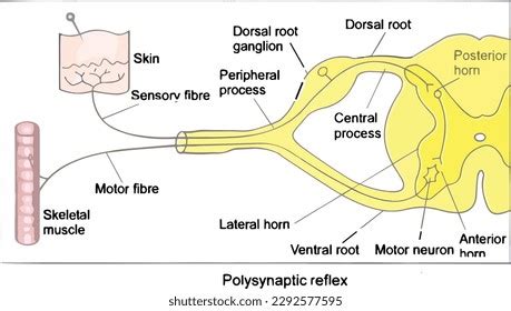 Polysynaptic Reflex: Over 8 Royalty-Free Licensable Stock Illustrations & Drawings | Shutterstock