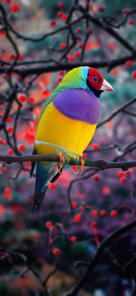 Beautiful Finch Bird On A Tree Branch 4K Phone Wallpaper