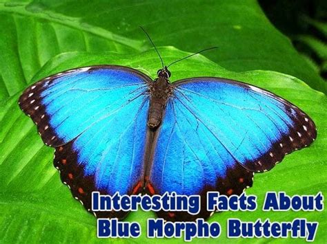 Top 21 Facts About Blue Morpho Butterfly (Updated 2023) | BioExplorer