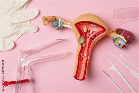 Gynecological Examination Kit And Anatomical Uterus Model On Pink