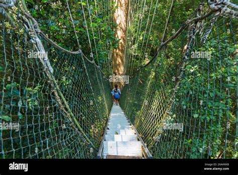 Pahang Malaysia May Tourists Enjoying Canopy Walkway In