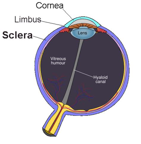 Sclera vs. Conjunctiva: What's the Difference? - Main Difference