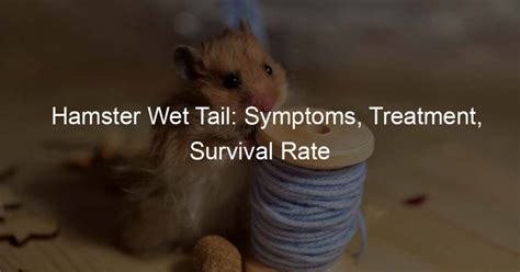 Hamster Wet Tail: Symptoms, Treatment, Survival Rate - Hamster's Day