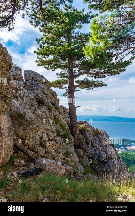 Tree Growing On Cliff Edge Stock Photo Alamy