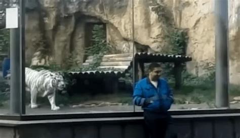 Youtube Viral Turista Ingresa A Jaula De Tigre Blanco Para Tomarse