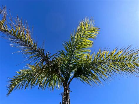 Canciones De Los Palmeras 11
