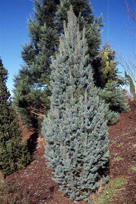 Picea Pungens Fastigiata Landscape Plants Oregon State University