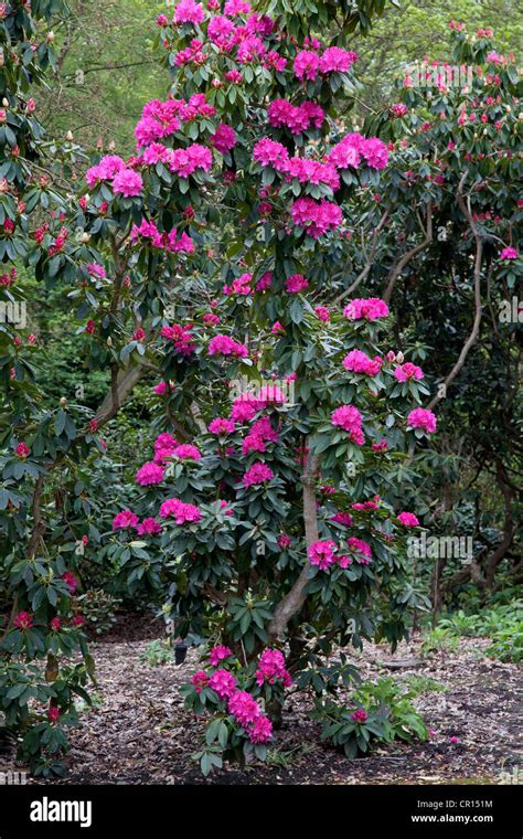 Rododendro rosa brillante fotografías e imágenes de alta resolución Alamy