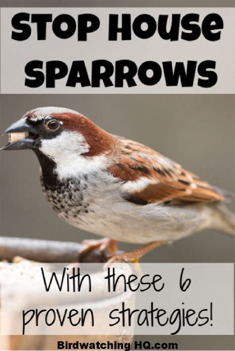 Proven Ways To Stop House Sparrows At Your Feeders House Sparrow