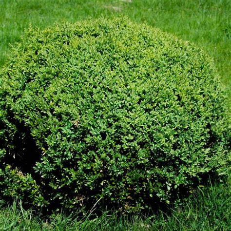 Buy Baby Gem Boxwood Buxus Microphylla Japonica Gregem Low