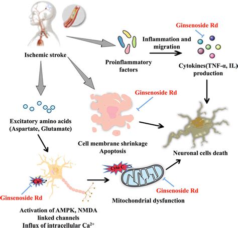 Frontiers Biotransformation Pharmacokinetics And Pharmacological