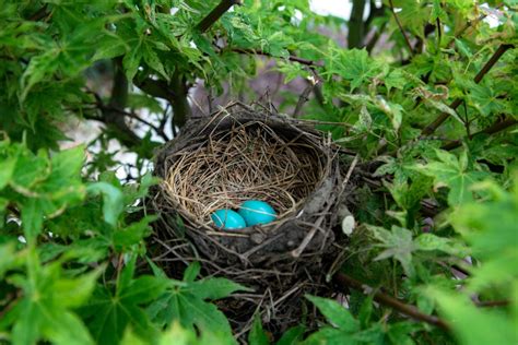 Free Images Branch Wildlife Jungle Garden Fauna Egg Turquoise