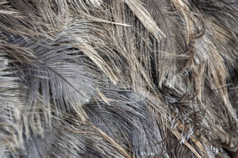 Ostrich Feather Free Stock Photo Public Domain Pictures