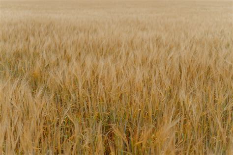 Dry Series Photos, Download The BEST Free Dry Series Stock Photos & HD ...