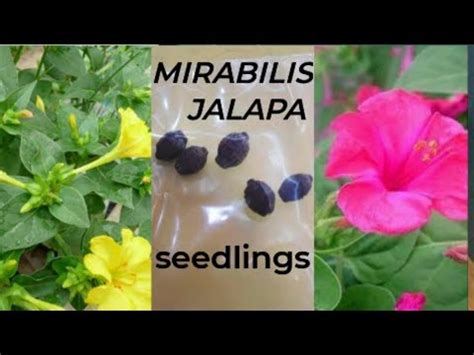 How To Grow Mirabilis Jalapa From Seeds Four O Cloks Seedling