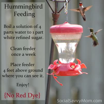 Water Sugar Ratio For Hummingbird Feeders Mandyscharms