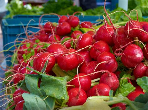Разновидности Редьки Фото – Telegraph