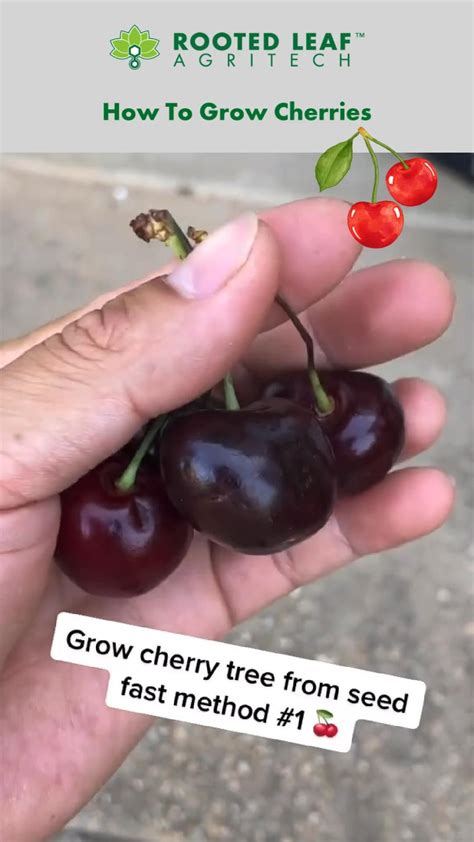 How To Grow Cherries Artofit