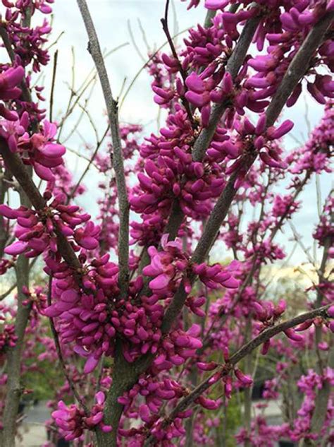 Cercis Chinensis Avondale Chinesischer Judasbaum Avondale Mehrstämmig