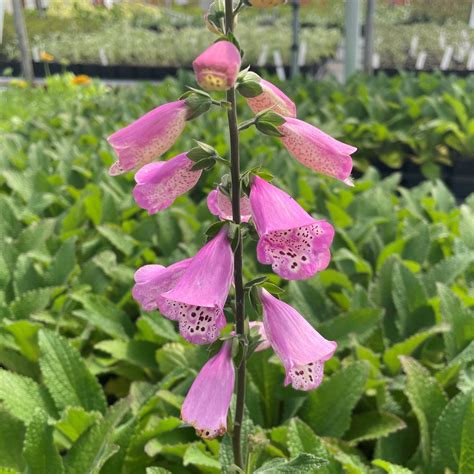 Digitalis 'Pink Panther®' - Foxglove (4" Pot) | Little Prince To Go