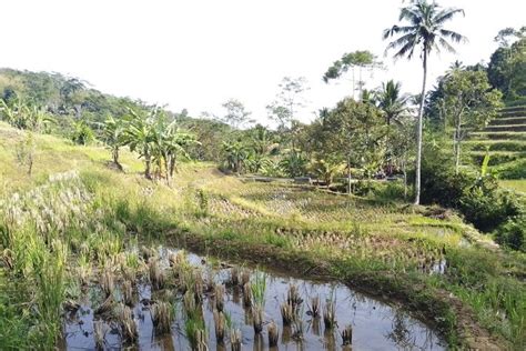 Hektare Sawah Di Lengkong Sukabumi Kekeringan Terancam Gagal Panen