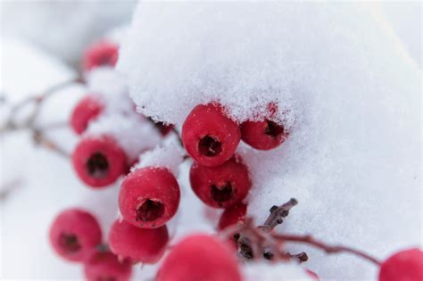 Winterberry is Coming... - Moon Nurseries