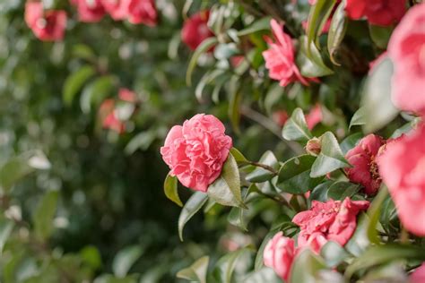 Red Camellia Flower