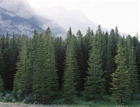 Kinfolk | Types of evergreen trees, Evergreen trees, Evergreen