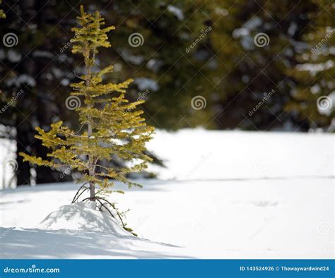 A Tiny Solo Baby Pine Tree Stock Photo Image Of Life 143524926