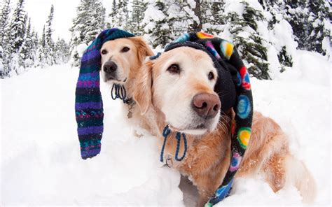 Wallpaper Snow Winter Labrador Retriever Weather Season Dogs