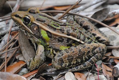 Field Notes and Photos: Florida Leopard Frog