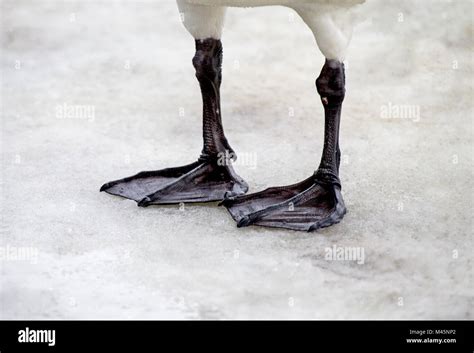 Webbed Bird Feet Hi Res Stock Photography And Images Alamy