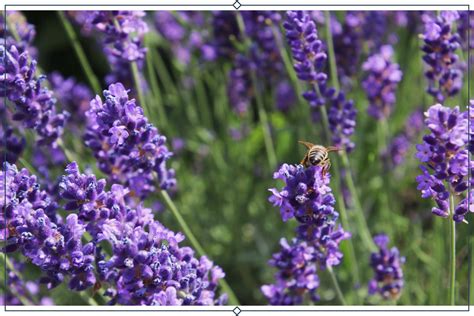 12 Types of Lavender + Growing Info - ProFlowers Blog