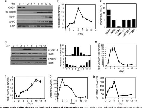 Figure 1 From Retinoic Acid Induces Neurogenesis By Activating Both