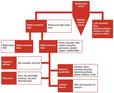 OpenStax AnatPhys fig.20.30 - Iliac Artery Branches Chart - English ...