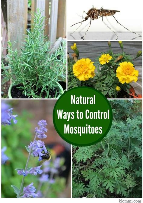 Natural Ways To Control Mosquitoes In Your Yard Gardens The Plant