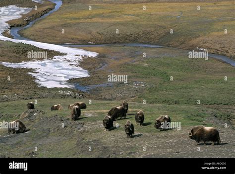 Canada Northwest Territories Banks Island Thomsen River Aulavik ...