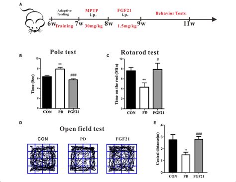 Fibroblast Growth Factor 21 Fgf21 Treatment Prevented The Motor Download Scientific Diagram