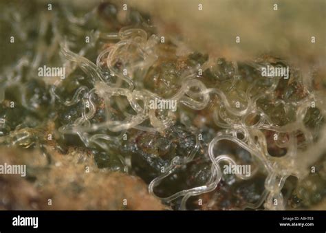 Stem Nematodes Ditylenchus Dipsaci In Damaged Sectioned Stem Of Vicia