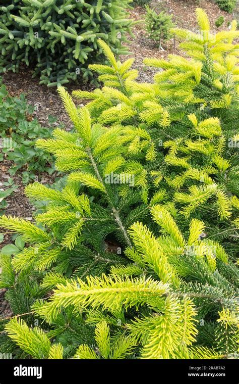 Yellow Cultivar Abies Nordmanniana Aurea Nordmann Fir Abies Aurea